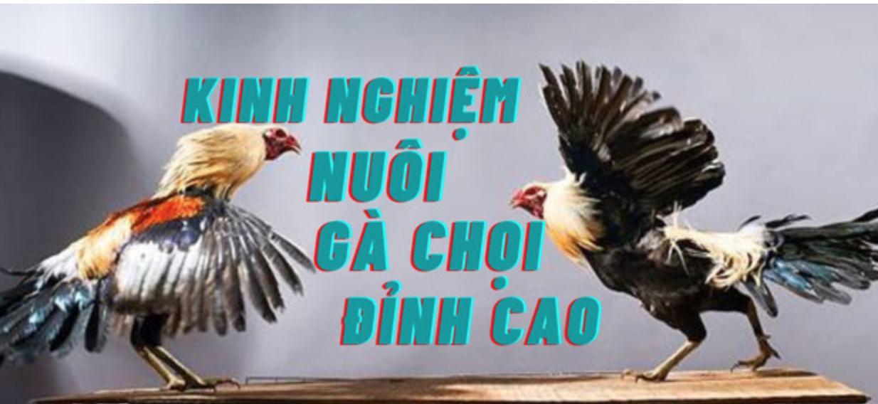 Những định kiến sai lầm khi thực hiện quá trình nuôi gà chọi