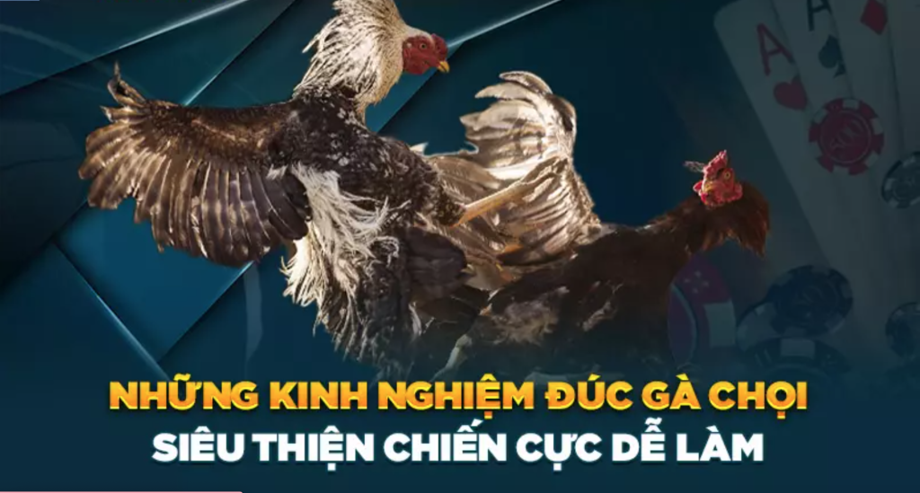 Bí quyết nuôi gà chọi vô cùng hiệu quả và dễ thực hiện