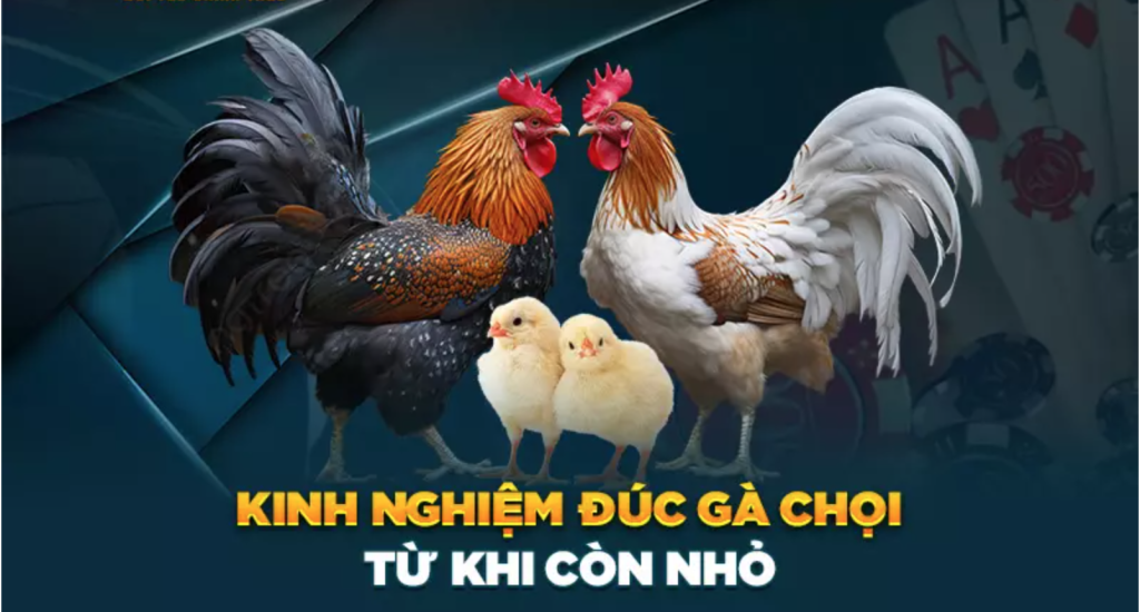 Nghệ thuật chăm gà chọi từ khi còn nhỏ