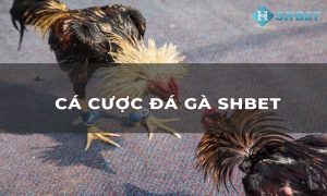 Cách chơi đá gà mạng Shbet luôn thắng chỉ với 5 bước đơn giản