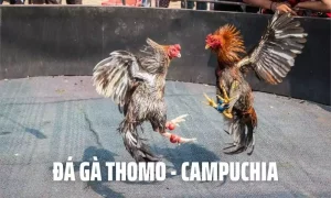 Đá gà Thomo - Siêu phẩm ăn khách số 1 tại Shbet