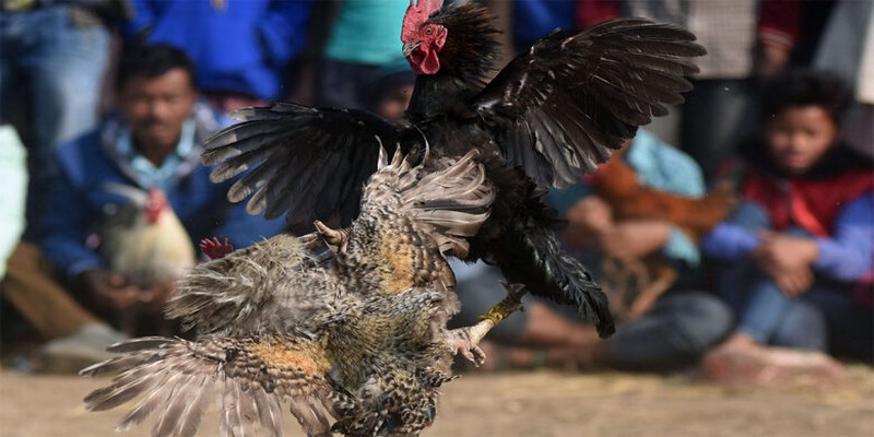 Kinh nghiệm đá gà đầu tiên là tìm chọn nhà cái uy tín