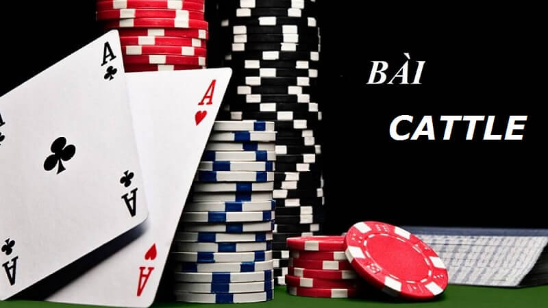 Bài Catte Shbet - Game bài số 1 trong sòng Casino Shbet