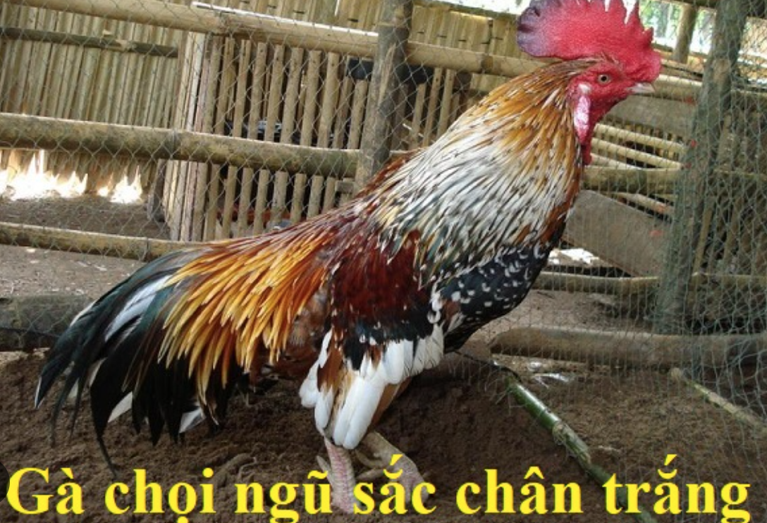 Cách xác định gà ngũ sắc tốt 