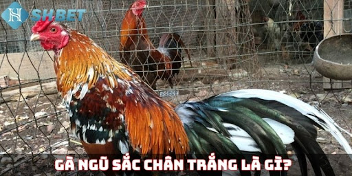 Điều cần biết về gà ngũ sắc chân trắng