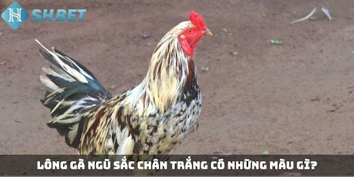 Sự đa dạng về màu lông của gà ngũ sắc