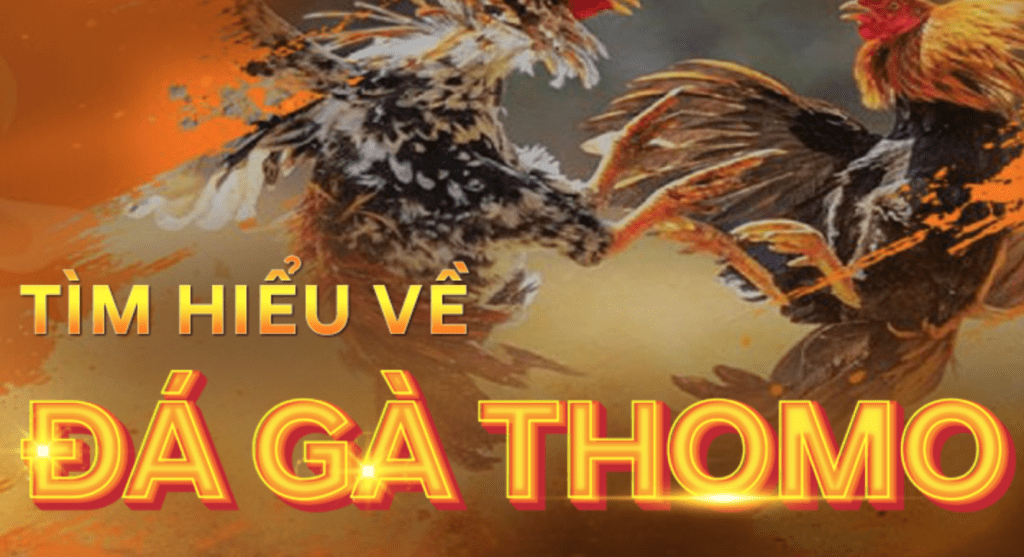 Đá gà tre Thomo là gì? Kỹ thuật chơi đá gà tre Thomo bất bại từ cao thủ SHBET